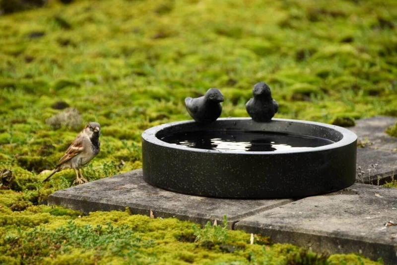 Vogeltränke Terrazzo Schwarz 2 Vögel Rund Futterschale 30 cm