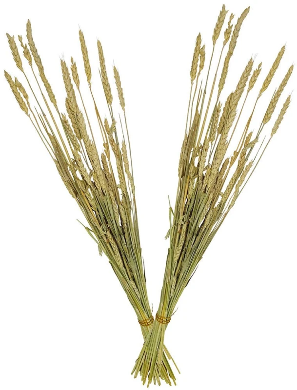 2x Weizensträuße getrocknet Weizen Bund mit Stiel Trockenblumenstrauß Natur