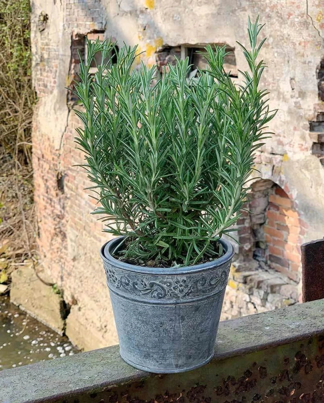 Zink Blumentopf Vintage-Stil Rund Pflanztopf Zinktopf Landhaus Grau Ø 15cm